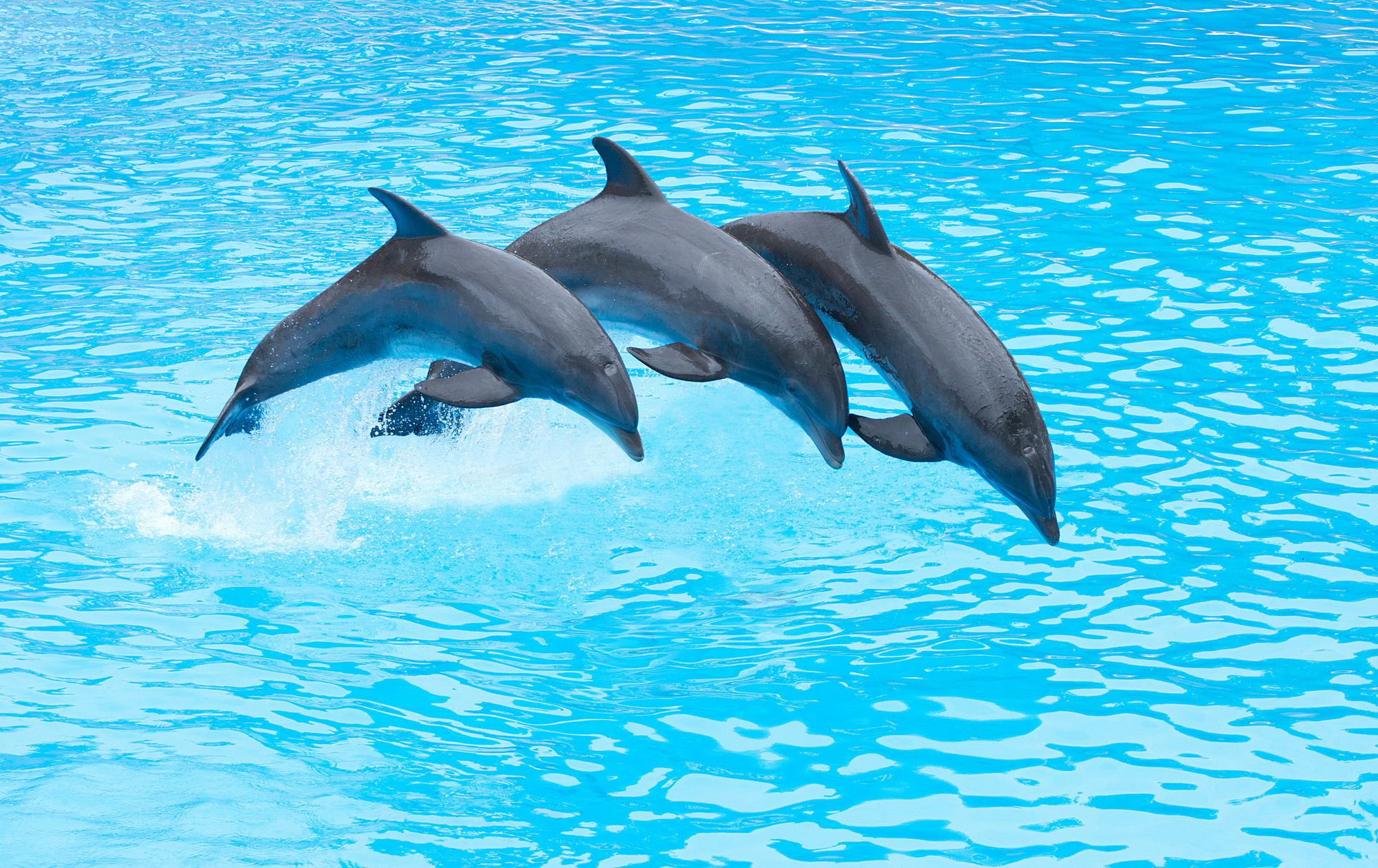 Four Points By Sheraton San Diego - Sea World Buitenkant foto